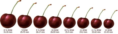 eyes cherry size chart cherry precious gifts fruit