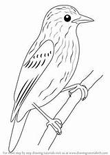 Xenops Drawing Draw Step Birds Bird Coloring Pages Template Drawings Kids Songbird Sketch Drawingtutorials101 Cool Animal Easy Animals Tutorial Learn sketch template