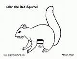 Squirrel Coloring Red Relay Life Pages Comments sketch template