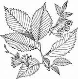 Elm Leaves Clipart Etc Leaf Tree Original Medium Usf Edu sketch template