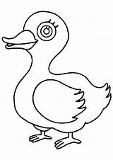 Duck Coloring Pages Animals Drawing Printable 1507 Canard Coloriage Colorier Dessin Kb Getdrawings Drawings sketch template