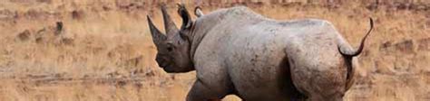 khama rhino sanctuary schutzgebiet botsuana