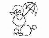 Poodle French Coloring Pages Drawing Para Sunshade Dibujos Line Animales Colorear Embroidery Paris Google Poodles Perros Printable Coloringcrew Animal Stencils sketch template