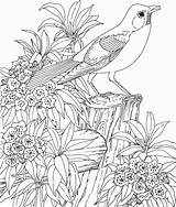 Pages Coloring Garden Secret Getcolorings sketch template