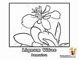 Coloring Pages Lignum Vitae Jamaica Flower Bahamas Tree Drawing Kids Book Boys Flag Social sketch template