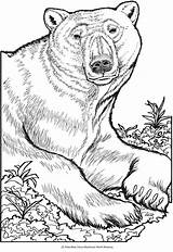 Coloring Pages Bear Animal Dover Polar Wild Book Bears Publications Colouring Drawing Adults Dingo Haven Creative Doverpublications Animals Adult Portraits sketch template