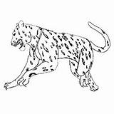 Jaguar Coloring Pages Drawing Printable American Simple Getdrawings Online sketch template