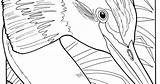 Grebe Coloring Colouring Crested Book sketch template