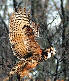 animal tails owls   real hoot columbus messenger
