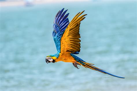 macaw bird  wallpaperhd birds wallpapersk wallpapersimagesbackgroundsphotos  pictures