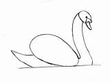Swan Drawing Step Draw Line Beak Neck Head Where Samanthasbell Feathers sketch template