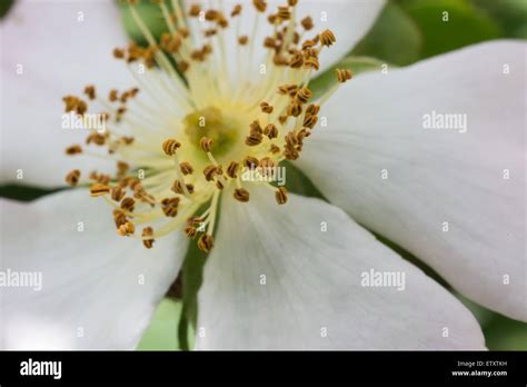 flower seeds  res stock photography  images alamy