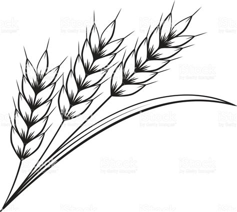 vector hand drawn wheat doodle illustration cute harvest clipart