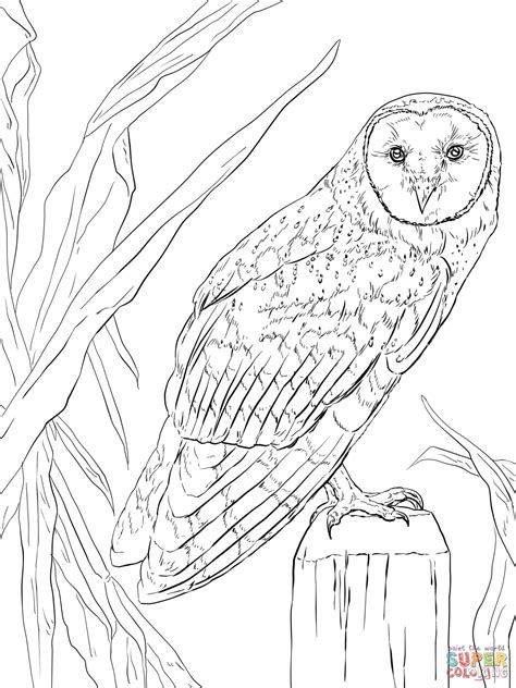 realistic owl coloring pages  getcoloringscom  printable