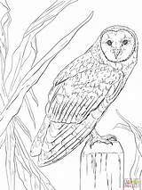 Coloring Owl Pages Barn Realistic Printable Animals Nocturnal Flying Color Owls Drawing Animal Colouring Print Sheets Clip Kids Adult Adults sketch template