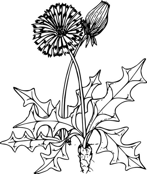 dandelion coloring page  printable coloring pages  colooricom