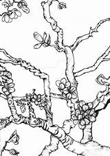 Almond Tree Drawing Getdrawings sketch template