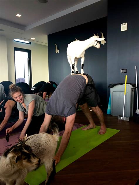 Fun Things To Do Goat Yoga Nashville Guru