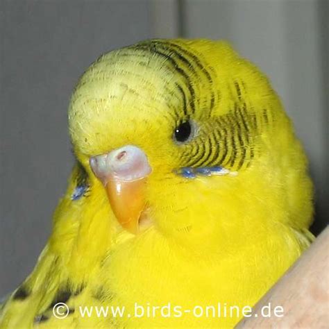 Birds Online General Facts About Budgies How To Find Out About A