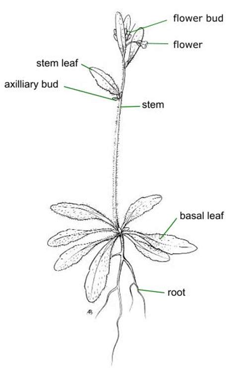 diagrams showing parts   plant   flower