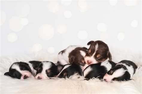 puppies  wings cuteness overload pinterestyle