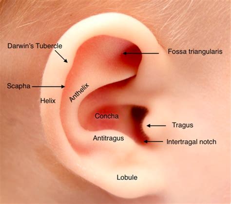 lidding lob oor baby samengevouwen oor corrigeren earwellnl