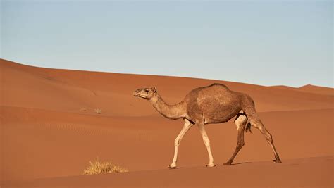 Camel Fact Sheet Blog Nature Pbs