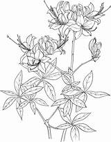 Azalea Rhododendron Coloring Flame Drawing Pages Clipart Categories sketch template