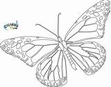 Butterfly Monarch Coloring Pages Printable Template Blank Outline Realistic Cycle Life Drawing Line Color Butterflies Drawings Getdrawings Sheets Library Cliparts sketch template