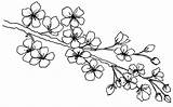 Blossom Branch Cherry Line Drawing Flower Beccy Blossoms Printable Place Tree Coloring Ca Silk Beccysplace Sakura Pages Digi Flowers March sketch template
