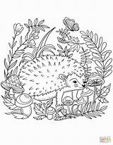 Hedgehog Coloring Pages Printable Color Cute Drawing Print Animals Template Supercoloring Getcolorings Number Colorings Forest Templates Categories sketch template