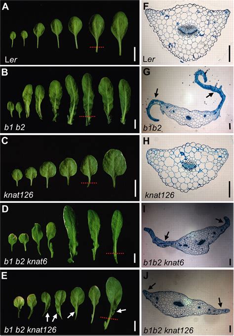 control of arabidopsis leaf morphogenesis through regulation of the