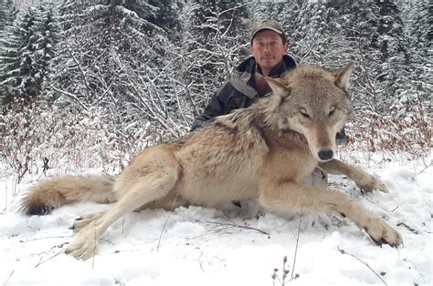 bill to keep idaho wolf control board headed to governor the