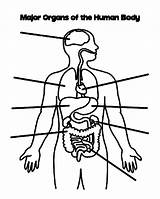 Coloring Pages Body Human Organs Side Major sketch template
