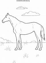 Cavalli sketch template