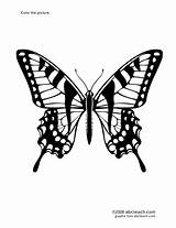 Swallowtail Butterfly sketch template