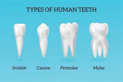 types  teeth   functions
