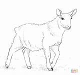Coloring Outline Lamb Sheep Drawing Pages Lion Getdrawings Printable Popular sketch template
