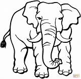 Elefante Desenho sketch template