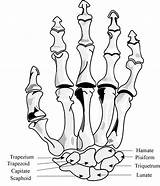 Carpal Bones Anatomy sketch template