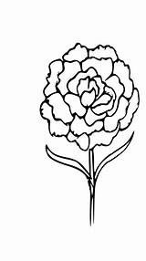 Outline Flower Coloring Carnation Svg Drawing Pixabay Tag Drawings Visit Svgsilh Info Lily Tiger sketch template