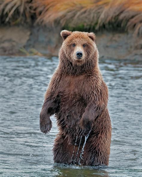 standing grizzly bear