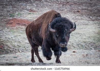 charging buffalo images stock  vectors shutterstock