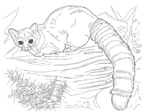 realistic coloring pages  animals tagged  complicated coloring