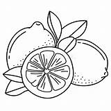 Lemons Limones Fruit Ornate Vectores sketch template