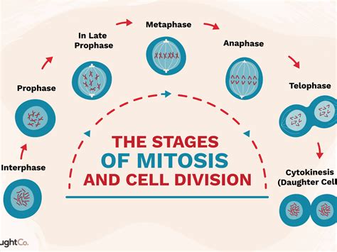 Genetic Makeup Of Daughter Cells In Mitosis Mugeek Vidalondon