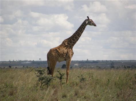 picco s reisebericht kenya 2009 das erste mal in afrika