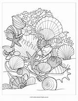 Seashells Colouring Ausmalbilder Nautical Colorir Seashell Animais Mermaids Erwachsene Ausmalen Colores Colorables Bordar Playa Ampliar Coloringideas sketch template
