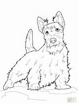 Terrier Coloring Scottish Pages Scottie Boston Dogs Dog Color Yorkshire Printable Cairn Drawings Highland Line Print Pyrenees Great Colouring West sketch template