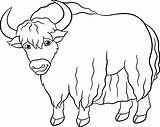 Yak Coloring Pages Smiles Cute Beautiful sketch template